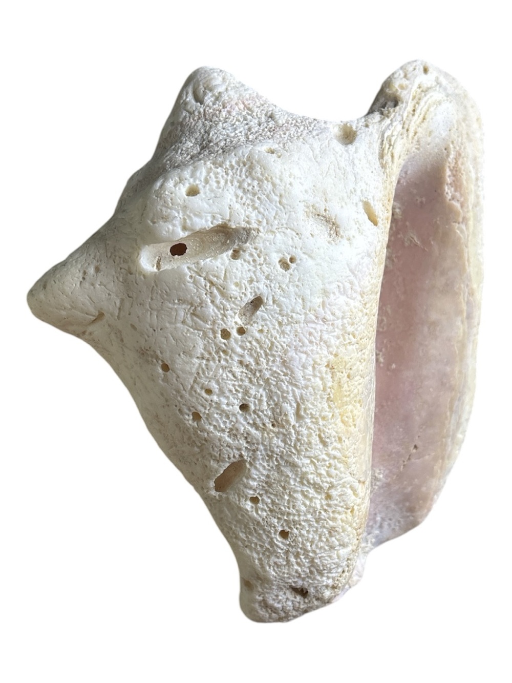 Fossilized Conch Rare Petrified Sea Shell with Pink Interior Large Seashell 🐚